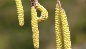 Boucles d'oreilles noix pour teinture alcoolisée